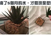27張不管看幾次「都會害人笑得像瘋子一樣」的超有爆點畫面