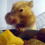 倉鼠為什麼可以塞這麼多食物 X光照出「神奇口袋」比哆啦A夢的百寶袋更厲害