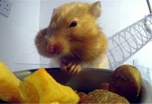 倉鼠為什麼可以塞這麼多食物 X光照出「神奇口袋」比哆啦A夢的百寶袋更厲害