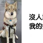 生小孩就把狗送走? 25張「暖心夥伴照」打腫這些人的臉