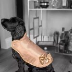 狗狗身披24克拉黃金鑲鑽外套,不為炫富,只為保命