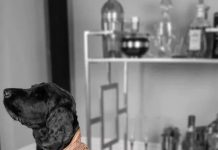 狗狗身披24克拉黃金鑲鑽外套,不為炫富,只為保命