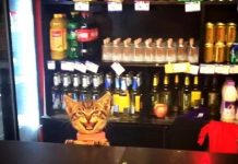 吧台服務生竟換成一隻貓咪,喵喵一笑:先生喝點什麼