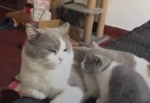 小喵喵「跑來塞奶」貓爸很不爽 臉超臭使出無影連環腳:別煩我,找你媽去!