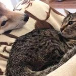 被貓咪壓到胳膊發麻,柴犬依舊不忍抽走,最後的表情說明一切