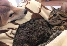 被貓咪壓到胳膊發麻,柴犬依舊不忍抽走,最後的表情說明一切