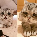 哭給你看喔!自帶衰臉喵「發射超無辜眼神」 網被萌暈:想吃多少罐罐都給你QQ