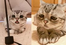 哭給你看喔!自帶衰臉喵「發射超無辜眼神」 網被萌暈:想吃多少罐罐都給你QQ