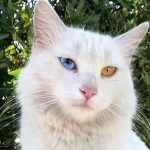 擁有寶石一般璀璨奪目的眼睛,土耳其梵貓,愛我你怕了嗎?