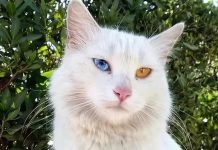 擁有寶石一般璀璨奪目的眼睛,土耳其梵貓,愛我你怕了嗎?