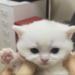 鼻要弄人家~小奶喵皺眉扭扭扭 「奶音爆發」舉肉球抗議:臭奴才快放開我!