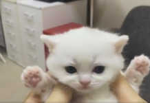 鼻要弄人家~小奶喵皺眉扭扭扭 「奶音爆發」舉肉球抗議:臭奴才快放開我!