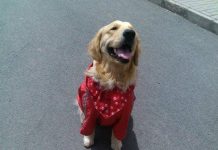 金毛坐路邊要價10萬塊,看到它面前的牌子,路人搶著要