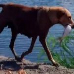 因奶水不足,流浪狗媽媽每天去魚塘捕魚給寶寶