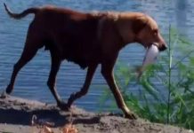 因奶水不足,流浪狗媽媽每天去魚塘捕魚給寶寶