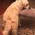 你家狗做過「離家出走」這事兒嗎?