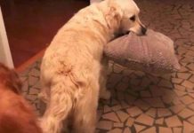 你家狗做過「離家出走」這事兒嗎?