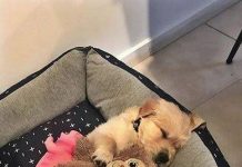 這7件事你可能經常做,卻不知道傷了狗狗的心