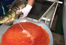 徒手幫一大盆鮭魚卵授孕 日本復育鮭魚方式大公開