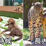 22張毛孩版「青梅竹馬從小玩到大」的激萌對比照,狐狸和狗狗的友誼太感人了!