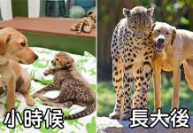 22張毛孩版「青梅竹馬從小玩到大」的激萌對比照,狐狸和狗狗的友誼太感人了!