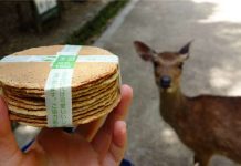 奈良鹿為何只「圍剿」遊客討要仙貝而不敢騷擾小攤販 原來老闆手中有「秘密武器」