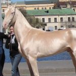 這匹就是「全世界公認最美麗的馬」,當專家好奇檢查毛髮…大家終於知道真相了!