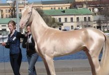 這匹就是「全世界公認最美麗的馬」,當專家好奇檢查毛髮…大家終於知道真相了!