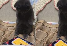 主人一拿貓咪東西,貓貓立馬站立叉腰怒視主人:我會生氣噠!