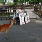 奈良鹿為何只「圍剿」遊客討要仙貝而不敢騷擾小攤販 原來老闆手中有「秘密武器」