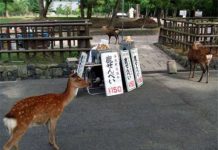 奈良鹿為何只「圍剿」遊客討要仙貝而不敢騷擾小攤販 原來老闆手中有「秘密武器」