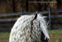 這15只動物柔順的毛發一定會讓你嫉妒死,它們的毛發真是太美了!