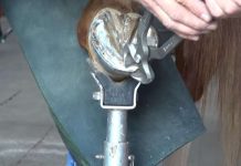 揭秘「幫馬剪指甲」的療癒過程 一脫掉馬蹄鐵就讓人大開眼界