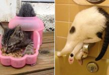 15種凡人永遠都不會明白的「喵星人神邏輯」,貓奴看了都含淚表示超中肯啊!