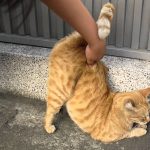 貓貓愛翹高拍屁屁的原因是? 10 個令奴才無法理解的怪行為~真是越怪越可愛