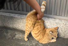 貓貓愛翹高拍屁屁的原因是? 10 個令奴才無法理解的怪行為~真是越怪越可愛