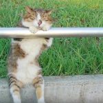 日本網友公園散步遇到喵星人,超憂鬱背影正面一看…網笑:工讀生別裝了出來!!