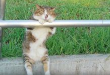 日本網友公園散步遇到喵星人,超憂鬱背影正面一看…網笑:工讀生別裝了出來!!