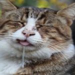 貓流口水的原因可為