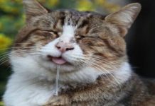 貓流口水的原因可為