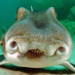 七年前,小虎鯊看到男人「瘋狂撒嬌討摸摸」!七年後,長大後的鯊魚竟張嘴朝他撲了過來!