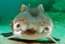 七年前,小虎鯊看到男人「瘋狂撒嬌討摸摸」!七年後,長大後的鯊魚竟張嘴朝他撲了過來!