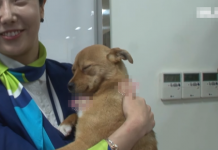 流浪汪汪被撿回去,每天躺正妹「空姐」懷裡睡,看到空少卻秒變臉「一臉超嫌棄」!XD