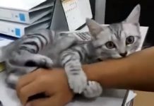 灰色條紋貓不顧奴才忙著用電腦,巴著對方的手不放,還不忘咬奴才的手臂,就像在宣示:「朕現在命令你只能陪我玩!」倔強模樣萌暈大批網友!