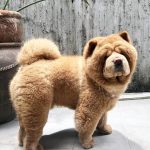 呆萌的表情更是可愛到一個不要不要的!而接下來要介紹這隻鬆獅犬,更是憑著外表直接晉升成網紅啦!