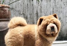 呆萌的表情更是可愛到一個不要不要的!而接下來要介紹這隻鬆獅犬,更是憑著外表直接晉升成網紅啦!