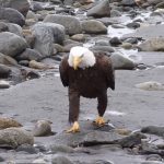 想捕捉「老鷹起飛」超帥英姿…卻目睹「大叔散步畫面」網喊:好有魔性啊~