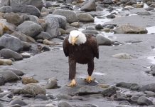 想捕捉「老鷹起飛」超帥英姿…卻目睹「大叔散步畫面」網喊:好有魔性啊~