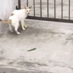 誰擋我的路!喵皇咬玉米「進不了家森77」 出絕招「頭過身就過」:難不了朕