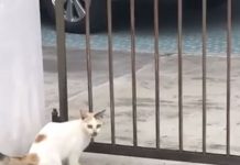 誰擋我的路!喵皇咬玉米「進不了家森77」 出絕招「頭過身就過」:難不了朕